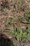 Oriental false hawksbeard